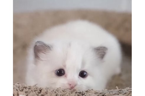 成約済の岐阜県のラグドール-94073の1枚目