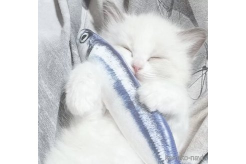 成約済の岐阜県のラグドール-94072の1枚目