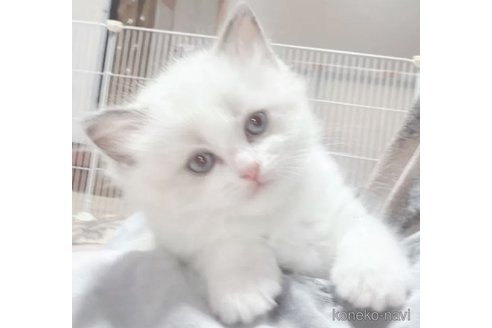 成約済の岐阜県のラグドール-94072の2枚目