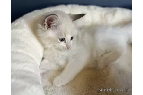 成約済の沖縄県のラグドール-95569の2枚目