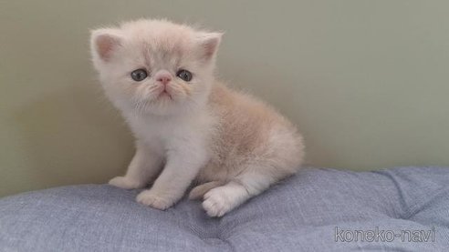 成約済の岐阜県のエキゾチックショートヘア-95574の5枚目