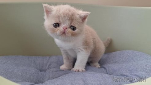 成約済の岐阜県のエキゾチックショートヘア-95576の3枚目