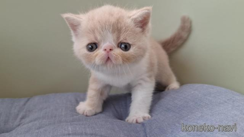 成約済の岐阜県のエキゾチックショートヘア-95576の1枚目