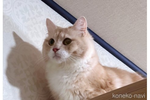 Neneちゃん1枚目