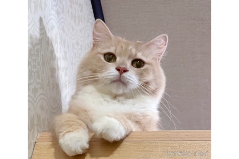 Neneちゃん1枚目