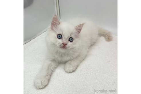 成約済の愛知県のラガマフィン-95598の3枚目