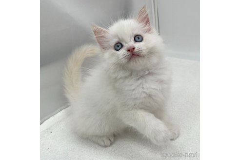 成約済の愛知県のラガマフィン-95598の2枚目