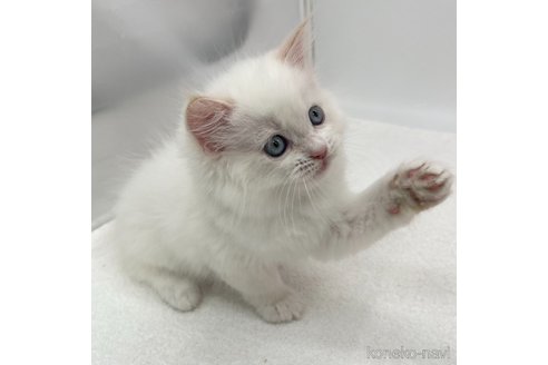成約済の愛知県のラガマフィン-95598の4枚目