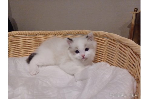 成約済の東京都のラグドール-95600の3枚目