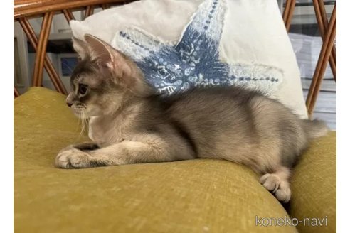 成約済の神奈川県のソマリ-95604の4枚目