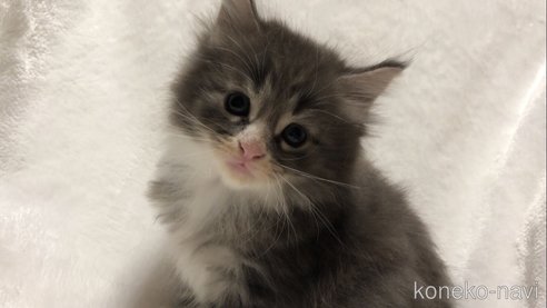 成約済の山梨県のノルウェージャンフォレストキャット-95642の1枚目