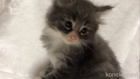成約済の山梨県のノルウェージャンフォレストキャット-95642の2枚目