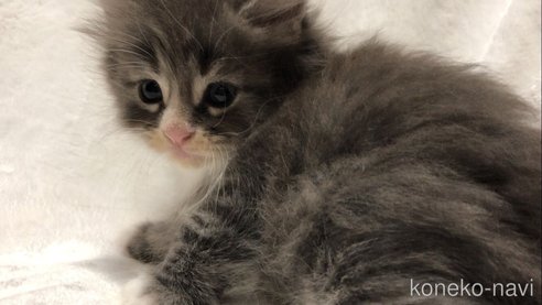 成約済の山梨県のノルウェージャンフォレストキャット-95642の3枚目