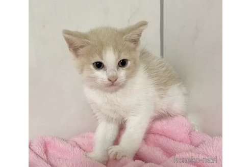 成約済の埼玉県のマンチカン-95647の4枚目