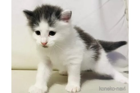 販売中の栃木県のノルウェージャンフォレストキャット-95654の3枚目