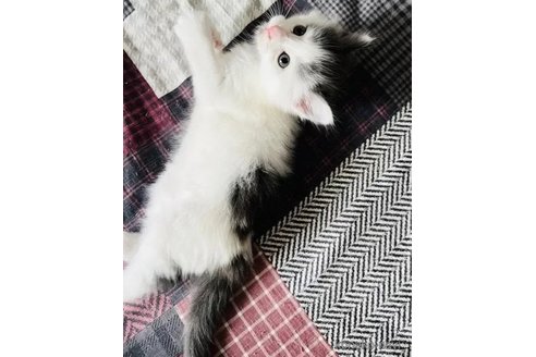 販売中の栃木県のノルウェージャンフォレストキャット-95654の4枚目