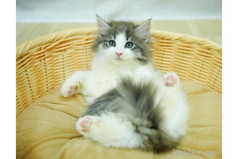 成約済の千葉県のノルウェージャンフォレストキャット-95656の22枚目