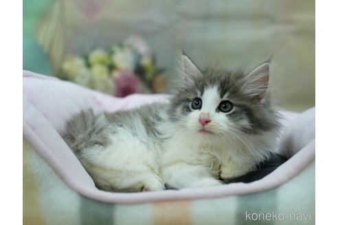 成約済の千葉県のノルウェージャンフォレストキャット-95656の20枚目