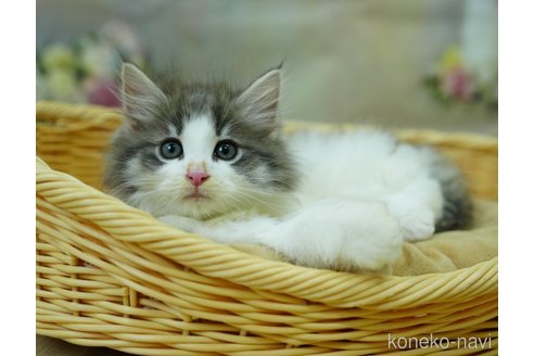 成約済の千葉県のノルウェージャンフォレストキャット-95656の17枚目