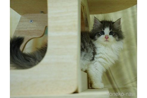 成約済の千葉県のノルウェージャンフォレストキャット-95656の13枚目
