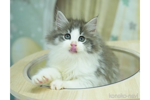 成約済の千葉県のノルウェージャンフォレストキャット-95656の11枚目