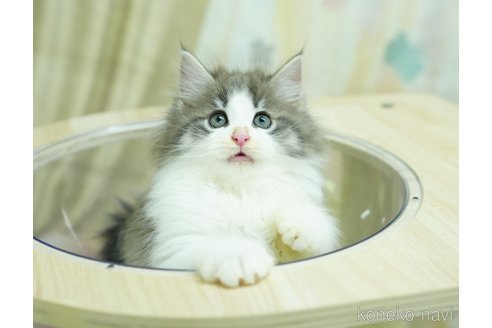 成約済の千葉県のノルウェージャンフォレストキャット-95656の9枚目