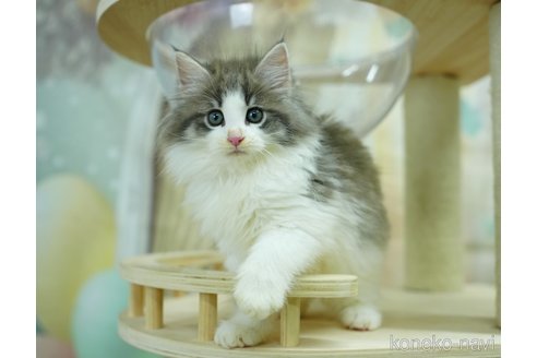 成約済の千葉県のノルウェージャンフォレストキャット-95656の5枚目