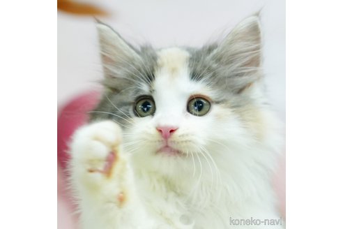 成約済の千葉県のノルウェージャンフォレストキャット-95657の1枚目