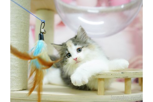 成約済の千葉県のノルウェージャンフォレストキャット-95657の4枚目