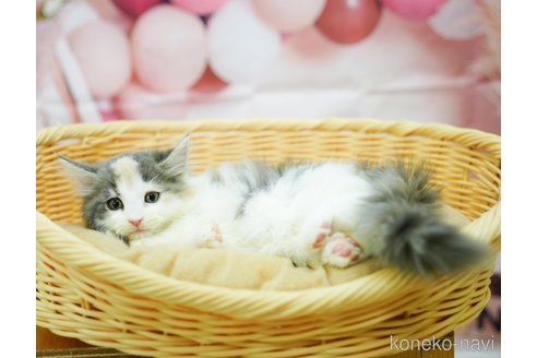 成約済の千葉県のノルウェージャンフォレストキャット-95657の3枚目
