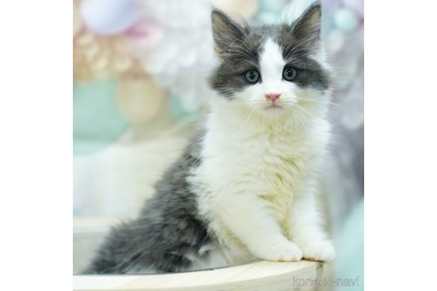成約済の千葉県のノルウェージャンフォレストキャット-95659の4枚目