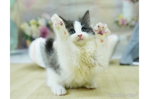 成約済の千葉県のノルウェージャンフォレストキャット-95659の5枚目
