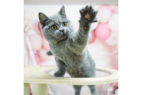 成約済の千葉県のブリティッシュショートヘア-95661の4枚目