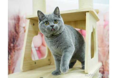 成約済の千葉県のブリティッシュショートヘア-95661の5枚目