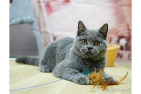 成約済の千葉県のブリティッシュショートヘア-95661の3枚目