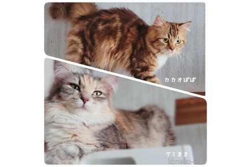 成約済の神奈川県のサイベリアン-95679の6枚目