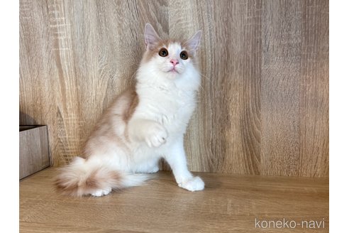 成約済の大阪府のノルウェージャンフォレストキャット-85421の1枚目
