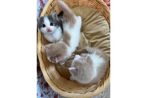 成約済の茨城県のノルウェージャンフォレストキャット-90857の3枚目