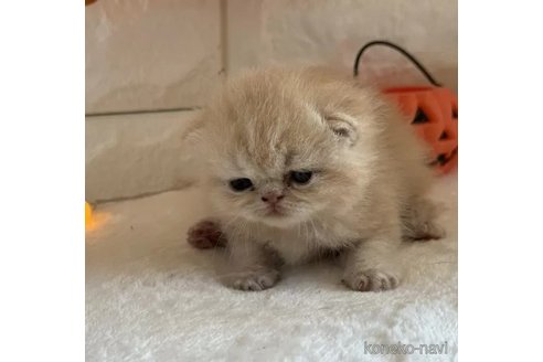 成約済の神奈川県のエキゾチックショートヘア-95700の3枚目