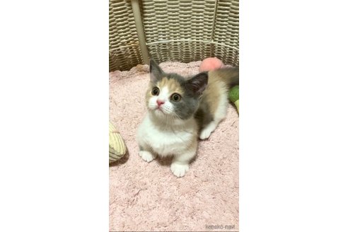 成約済の東京都のマンチカン(短足)-95676の2枚目
