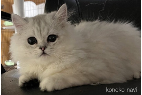 シュガーくん1枚目