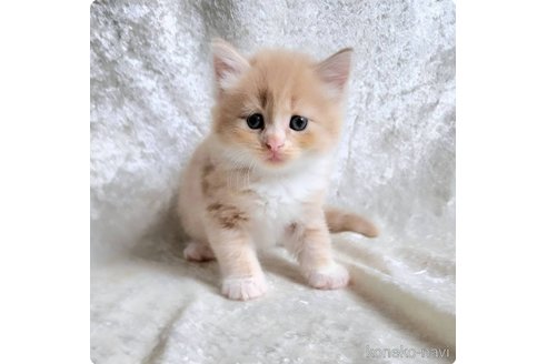 成約済の神奈川県のノルウェージャンフォレストキャット-95729の3枚目
