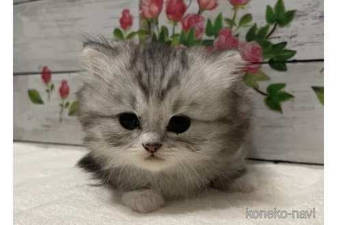 成約済の山梨県のミヌエット-95731の3枚目