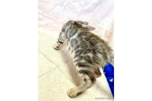 成約済の東京都のベンガル-91542の23枚目