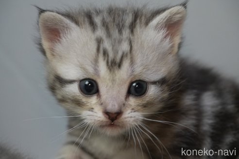 成約済の埼玉県のアメリカンショートヘア-95740の27枚目