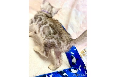 成約済の東京都のベンガル-91541の17枚目