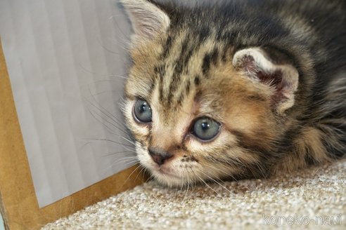 成約済の埼玉県のアメリカンショートヘア-95190の14枚目