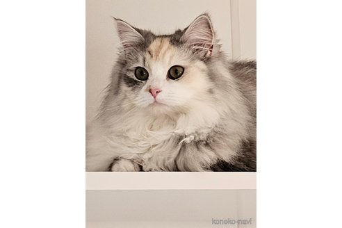 ラニちゃん1枚目