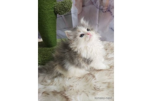 さくらちゃん1枚目