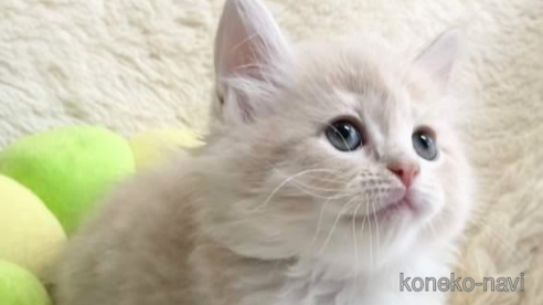 成約済の埼玉県のサイベリアン-94297の1枚目